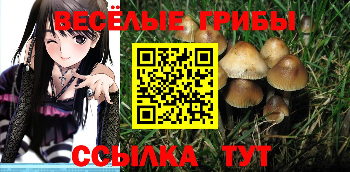 Галлюциногенные грибы Psilocybine cubensis Владимир